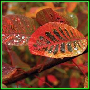 Eurasian Smoketree, Smokebush - Cotinus coggygria Seeds - Exotic Shrub - New