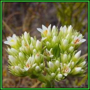 10 Crassula flava Seeds - Indigenous South African Succulent Seeds for Sale in South Africa