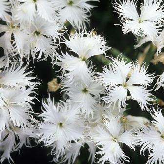 5 Dianthus arenarius Seeds - Sow Spring - Perennial Seeds