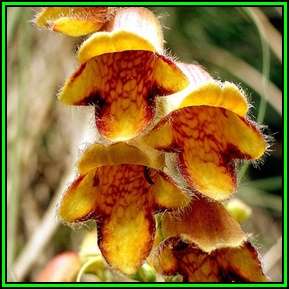 10 Digitalis obscura Seeds - Sunset Foxglove - Perennial Seeds