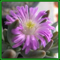 10 Ebracteola fulleri Seeds - Indigenous South African Succulent Mesemb