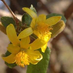 Grewia hexamita Seeds - Giant Raisin - Indigenous Tree / Shrub Seeds