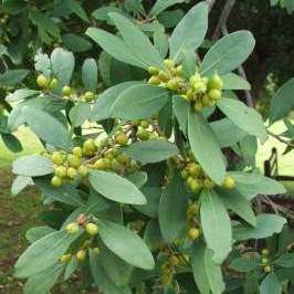 5 Maytenus oleoides Seeds - Indigenous Tree / Shrub - Mountain Maytenus or Klipkershout