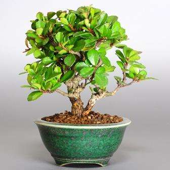 Maytenus oleoides Bonsai Seeds + Free Bonsai eBook + Free Seeds with ALL Orders