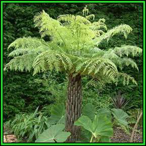 Cyathea australis - Australian Rough Tree Fern - 15 Spore Pack - Exotic Fern - Flat Ship Rate - New
