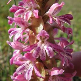 10+ Satyrium erectum Seeds - Indigenous Perennial Orchid - Insured Flat Ship Rate