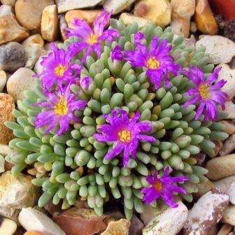 10 Delosperma sphalmanthoides Seeds - Indigenous Succulents Caudiciform Bonsai