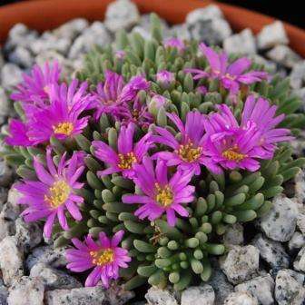 Delosperma sphalmanthoides Seeds - Indigenous Succulents Caudiciform Bonsai