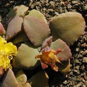 10 Stomatium mustellinum Seeds - Indigenous Succulent Mesemb