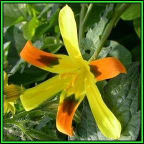 Moraea elegans - 10 Seed Pack - Rare Indigenous Endemic Perennial Bulb - Combined Global Shipping