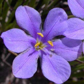 10 Aristea simplex Seeds - Indigenous Evergreen Bulbs Seeds - Perennial