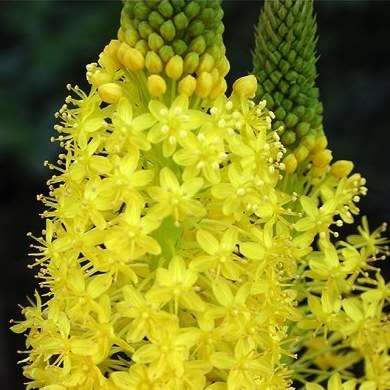 10 Bulbinella latifolia ssp denticulata Seeds - Indigenous South African Native Perennial Bulb