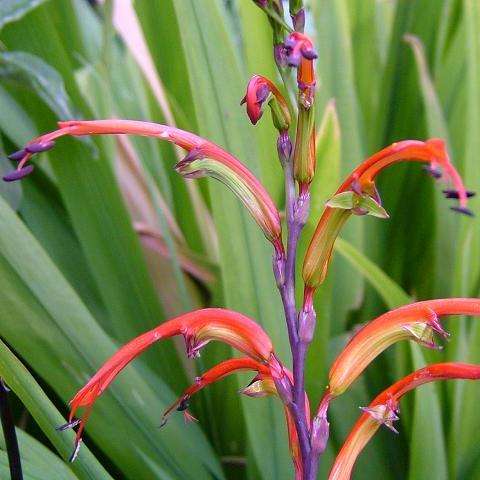 10 Chasmanthe bicolor Seeds - Indigenous South African Endemic Perennial Bulb Seeds from Africa