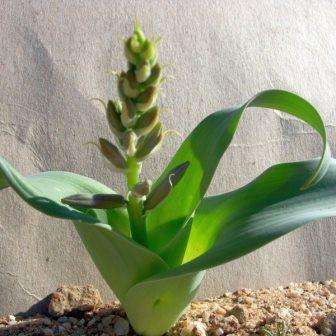 4 Dipcadi glaucum Seeds - Indigenous South African Native Perennial Bulb Seeds from Africa