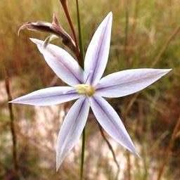 10 Gladiolus stellatus Seeds - Indigenous South African Bulb Seeds for Sale in South Africa