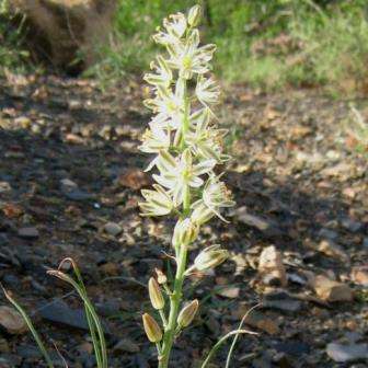 10 Ornithogalum synanthifolium Seeds - Perennial Bulb Seeds from Africa