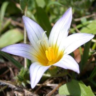 10 Romulea cedarbergensis Seeds - Indigenous South African Endemic Perennial Bulb - Flat Ship Rate