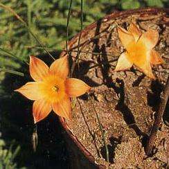 10 Romulea obscura var. obscura Seeds - Rare Indigenous South African Perennial Bulb