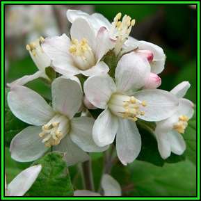 Jamesia americana - Waxflower - 10 Seed Pack - Exotic Flowering Shrub - New