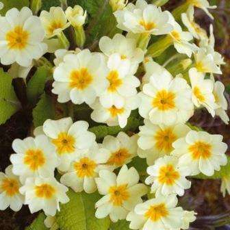 5 Primula vulgaris Seeds - Primrose Exotic Perennial - Flat Seed Ship Rate - New