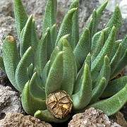 Rabiea albinota Seeds - Indigenous South African Succulent Mesemb Ethnobotanical