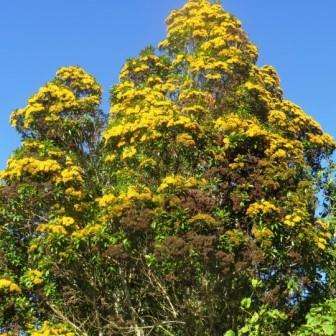 5 Thaleropia queenslandica Seeds - Golden Satinash Tree, Exotic Evergreen Flowering Tree