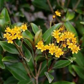 5 Thaleropia queenslandica Seeds - Golden Satinash Tree, Exotic Evergreen Flowering Tree