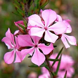 10 Acmadenia obtusata Seeds - Dune Buchu South African Indigenous Shrub Seeds - Worldwide Shipping