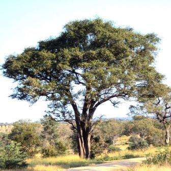 Balanites maughamii Tree Seeds - Torchwood; Groendoring - Indigenous to South Africa