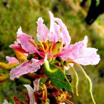 5 Bauhinia urbaniana Seeds - Pink Bauhinia or Sandbeesklou - Indigenous Shrub or Small Tree