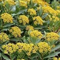 Anginon fruticosum Seeds - Indigenous Shrub Seeds - Flat Seed Ship Rate