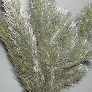 5 Aspalathus cinerascens Seeds - Indigenous South African Endemic Perennial Shrub - Flat Ship Rate