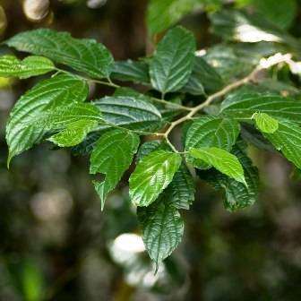 False White Stinkwood - Celtis gomphophylla Seeds - Indigenous Tree
