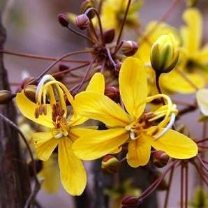 Cassia abbreviata - Spiny Combretum Seeds - Indigenous Tree - Shrub
