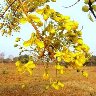 Cassia abbreviata - Spiny Combretum Seeds - Indigenous Tree - Shrub