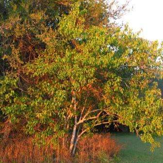 2 Croton megalobotrys Seeds - Indigenous Evergreen Bio Fuel Tree, Flat Ship Rate