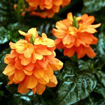 10 Crossandra infundibuliformis Seeds - Firecracker Flower - Shrub Seeds