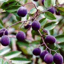 Sherbet Tree - Dialium schlechteri Seeds - Indigenous Edible Fruit