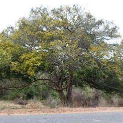 Sherbet Tree - Dialium schlechteri Seeds - Indigenous Edible Fruit