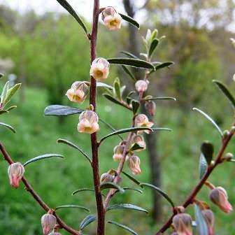 5 Fire-Sticks, Vuurmaakbossie - Diospyros austro-africana Seeds - Indigenous Edible Fruit Tree