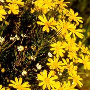 5 Euryops brachypodus Seeds + Get Free Seeds with All Orders - Indigenous Shrub Seeds