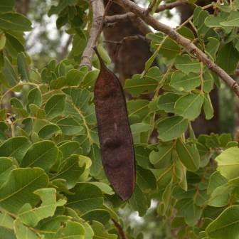 Erythrophleum africanum Seeds - African Blackwood Indigenous South African Tree Seeds from Africa