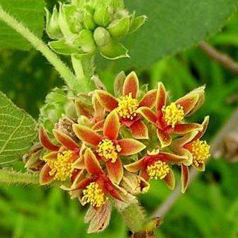 10 Grewia villosa Seeds - Round Leaf Grewia - Indigenous Tree / Shrub Seeds