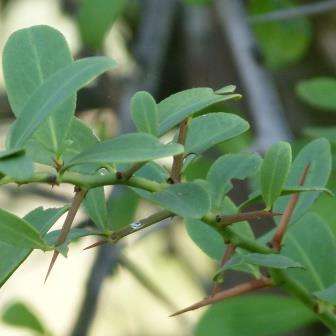 Gymnosporia buxifolia Seeds - Spikethorn - Indigenous South African Shrub Barrier Plant