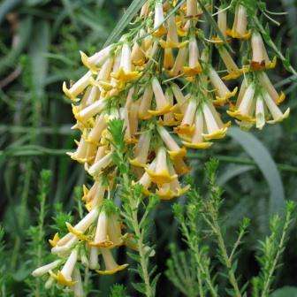 10 Freylinia lanceolata Seeds - Honeybells - Indigenous Perennial Flowering Shrub