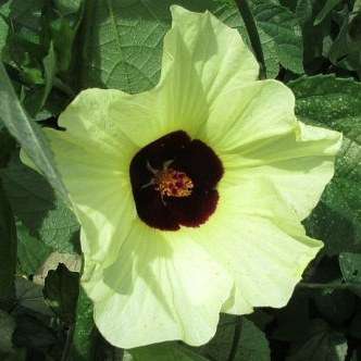 10 Hibiscus calyphyllus Seeds - Sun Hibiscus - Indigenous South African Native Perennial Shrub