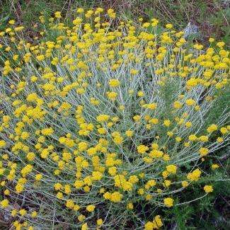 10 Helichrysum cymosum Seeds Sow Autumn Indigenous Perennial Shrub Seeds- Free Shipping Available