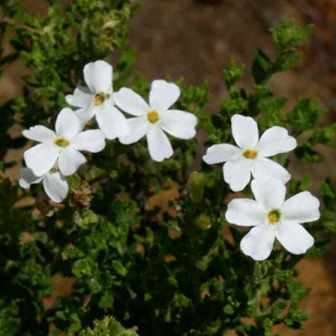 10 Jamesbrittenia argentea Seeds - Indigenous South African Flowering Shrub