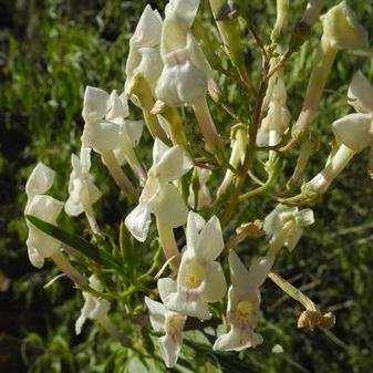 10 Manuleopsis dinteri Seeds - Beautiful Indigenous Flowering Shrub