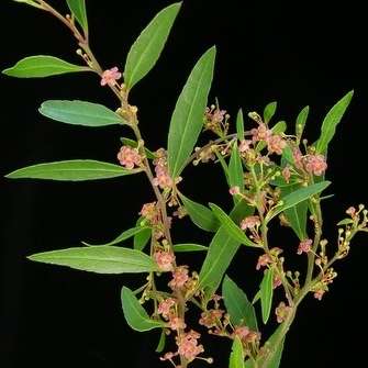 5 Maytenus acuminata or Silky Bark Tree Seeds - Indigenous Evergreen Flowering Tree